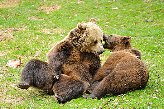 棕熊,巴伐利亚森林国家公园,德国