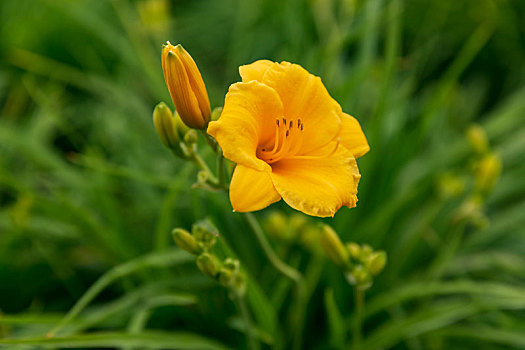 鲜花壁纸