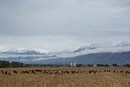 阿拉木图雪山草地羊群