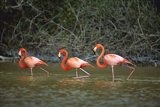 大红鹳,火烈鸟,三个,涉水,生物保护区,墨西哥