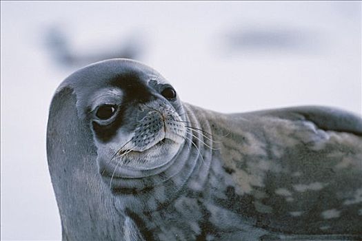 威德尔海豹,韦德尔氏海豹,肖像,南极半岛,南极