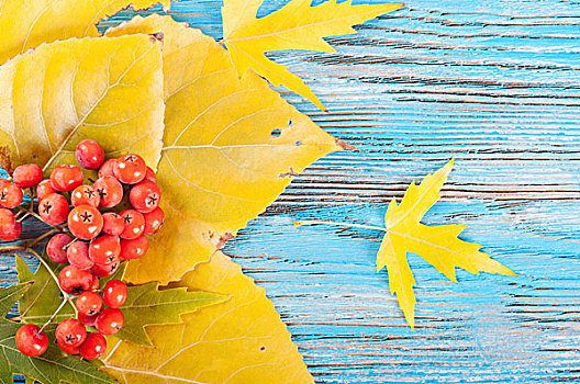 秋天,背景,树林,浆果,黄叶,蓝色,木质,表面