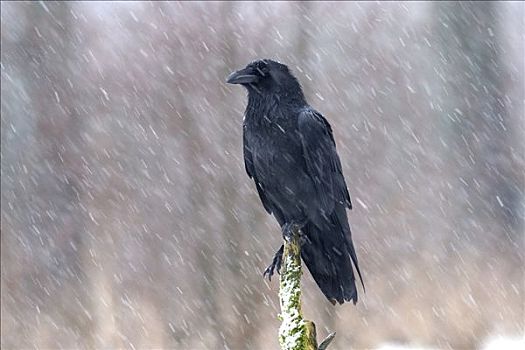 大乌鸦,渡鸦,冬天,下雪,乌瑟多姆岛,德国