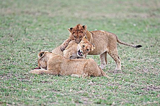 年轻,狮子,幼兽,玩,一起,马赛马拉,肯尼亚,东非,非洲