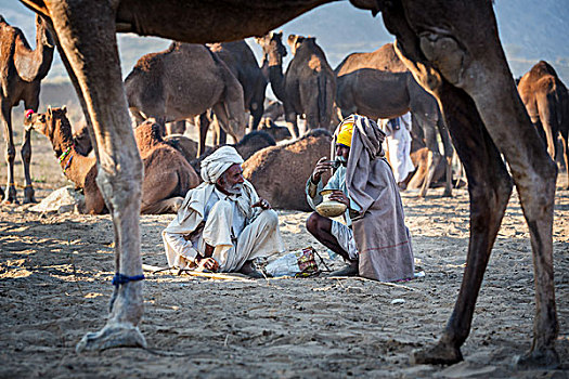 两个男人,饮料,普什卡,骆驼,市集,拉贾斯坦邦,印度,亚洲