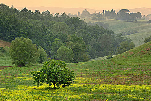 孤树,农场,地点,托斯卡纳,意大利