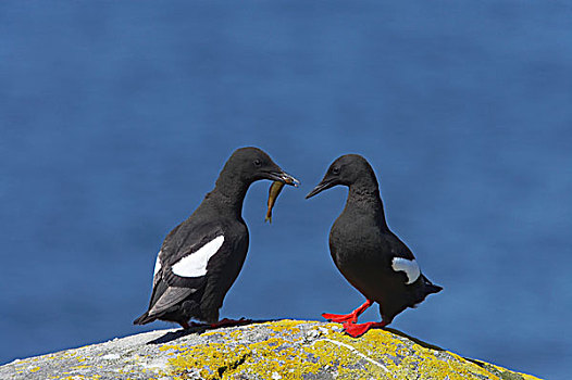黑色,海雀,成年,一对,鸟嘴,岛屿,设得兰群岛,苏格兰,英国,欧洲