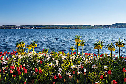 花坛,春花,湖岸,康士坦茨湖,地区,斯瓦比亚,巴登符腾堡,德国,欧洲