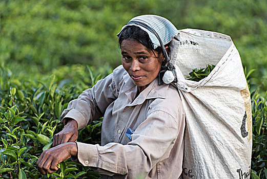 采茶,种植园,靠近,斯里兰卡,亚洲