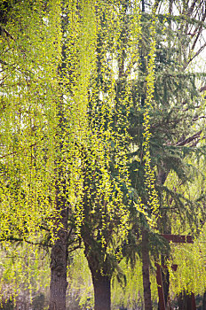 春季发出嫩叶的柳树枝条