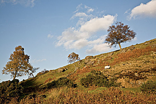 孤单,绵羊,放牧,草,山,峰区国家公园,德贝郡,英格兰