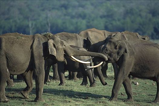 亚洲象,象属,一对,问候,国家公园,印度