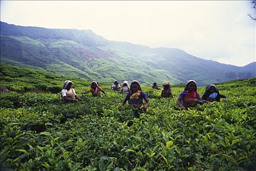 女人,挑选,茶,印度