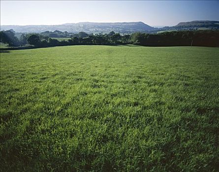 绿色,地点,草,威尔士