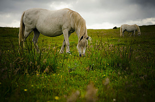 两个,白色,野马,吃草,地点,岛屿,安格尔西岛,威尔士