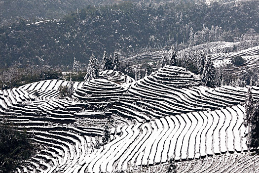 茶山风光