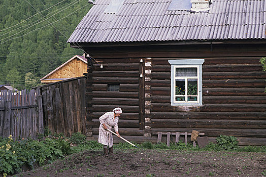 俄罗斯,西伯利亚,贝加尔湖,女人,工作,菜园