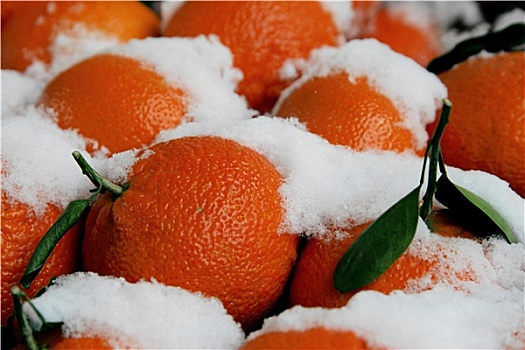 橙子,雪