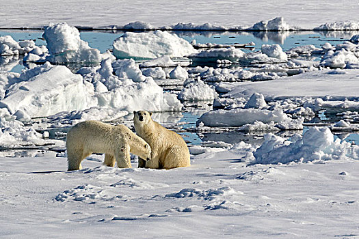 两个,北极熊,浮冰,斯匹次卑尔根岛,挪威,欧洲
