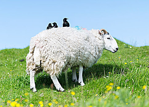 绵羊,岛,家,骑,背影,只有,苏格兰,五月,大幅,尺寸