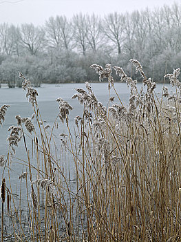 英格兰,威尔特,湖,霜,草,一个,重要,保护自然,场所,水上公园