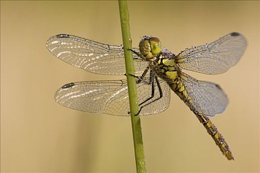 蜻蜓,因格尔斯塔德特,巴伐利亚,德国,欧洲
