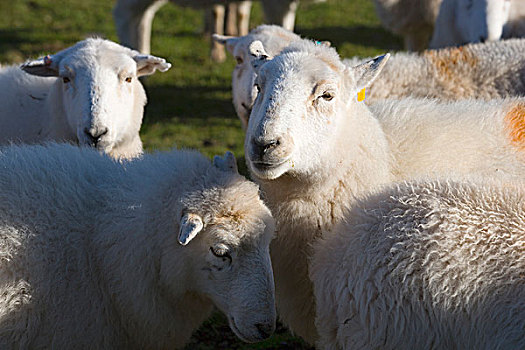 绵羊,雪墩山,威尔士,英国