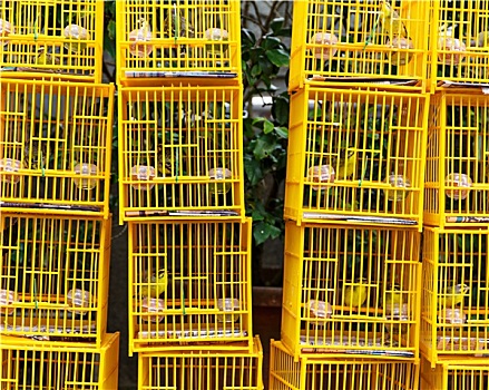 鸟,笼子,市场,香港