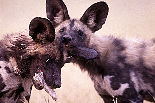 博茨瓦纳,莫雷米禁猎区,非洲野狗,幼仔,非洲野犬属,玩,干草,靠近,黄昏