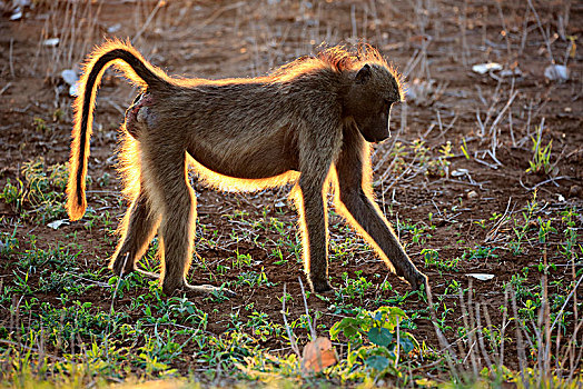 南非大狒狒,豚尾狒狒,成年,逆光,女性,日落,觅食,克鲁格国家公园,南非,非洲