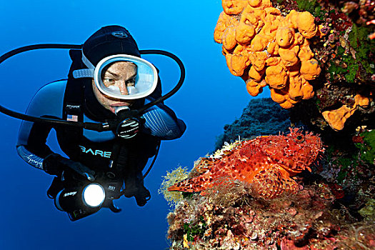 潜水,看,红色,鲉,海绵,科孚岛,爱奥尼亚群岛,地中海,希腊,欧洲