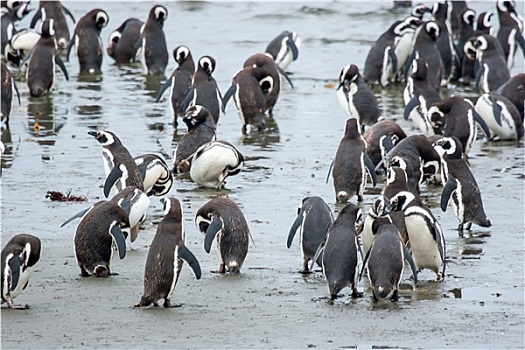 企鹅,站立,岸边,智利