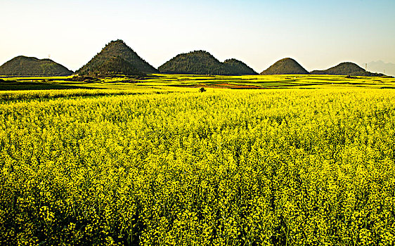 油菜花