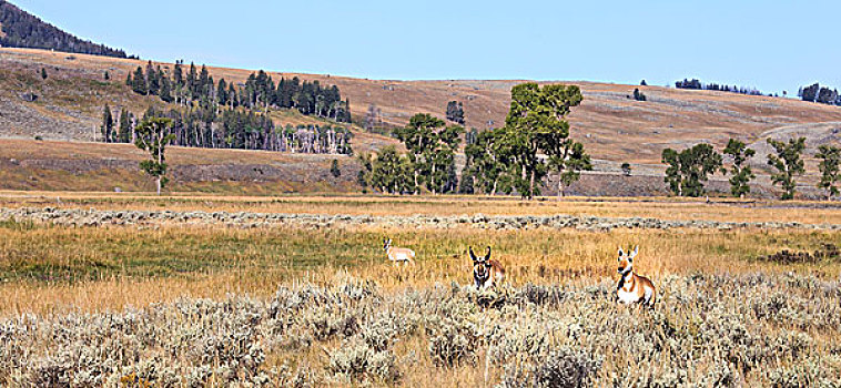 尖头,犄角,羚羊,黄石国家公园,怀俄明,美国