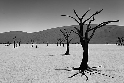 死亡,树,纳米比亚,图像,数码