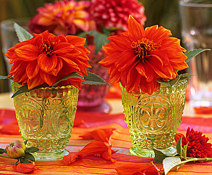 两个,橙色,大丽花,花瓶