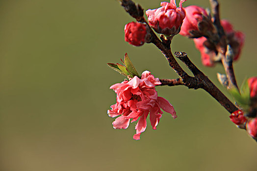 碧桃,千叶桃花,桃花