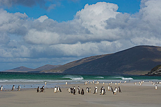 福克兰群岛,岛屿,巴布亚企鹅,海滩