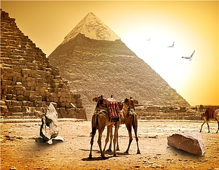 骆驼,金字塔