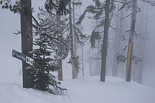 林间空地,滑雪,标牌,树上,雪中,惠斯勒,不列颠哥伦比亚省,加拿大