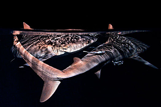 两个,黑尾真鲨,夜晚,靠近,父亲,礁石,巴布亚新几内亚,水下