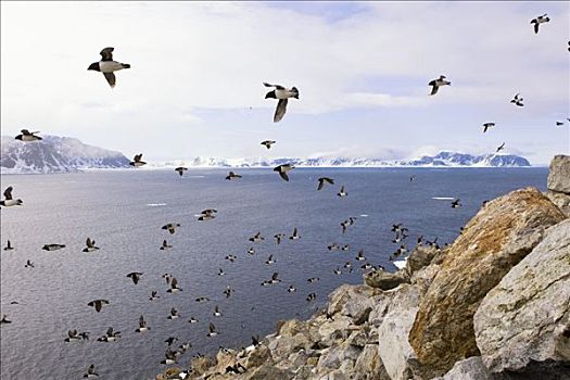 成群,小,海雀,离开,栖息地,挪威