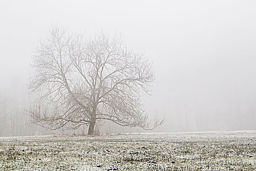 树,冬季风景,黑森州,德国,欧洲