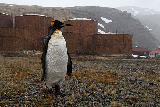 独立南极企鹅