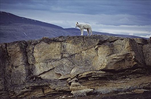 北极狼,狼,青少年,窝,艾利斯摩尔岛,加拿大
