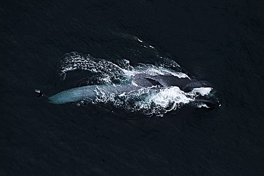 蓝鲸,喂食,科特兹海,墨西哥