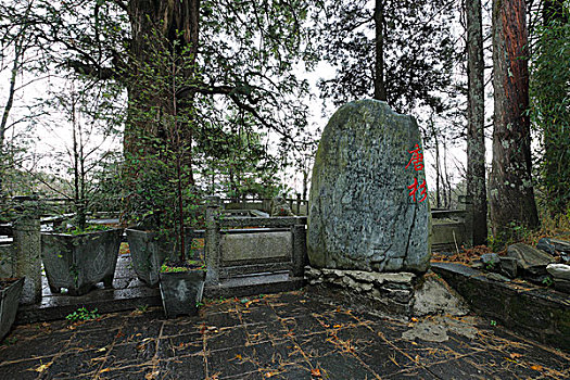 云南大理救疫寺,古树唐杉