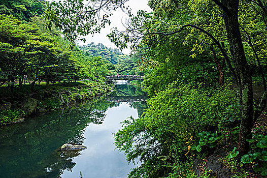 石桥,花,世界遗产,济州岛,岛屿,韩国