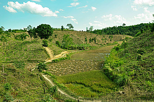 风景,孟加拉,十二月,2008年