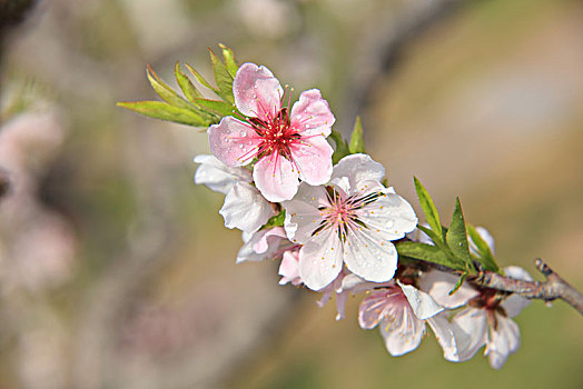 桃花